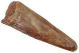 Fossil Pterosaur (Siroccopteryx) Tooth - Morocco #216972-1